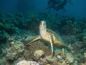 Cute turtle posing.  --- My images are uploaded for fun a... by Tal Mor 